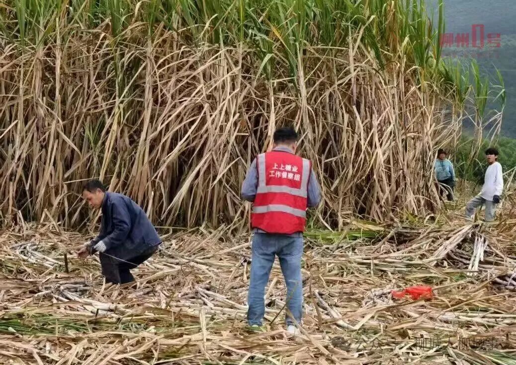 糖企现场核验甘蔗砍收,严把原料关。