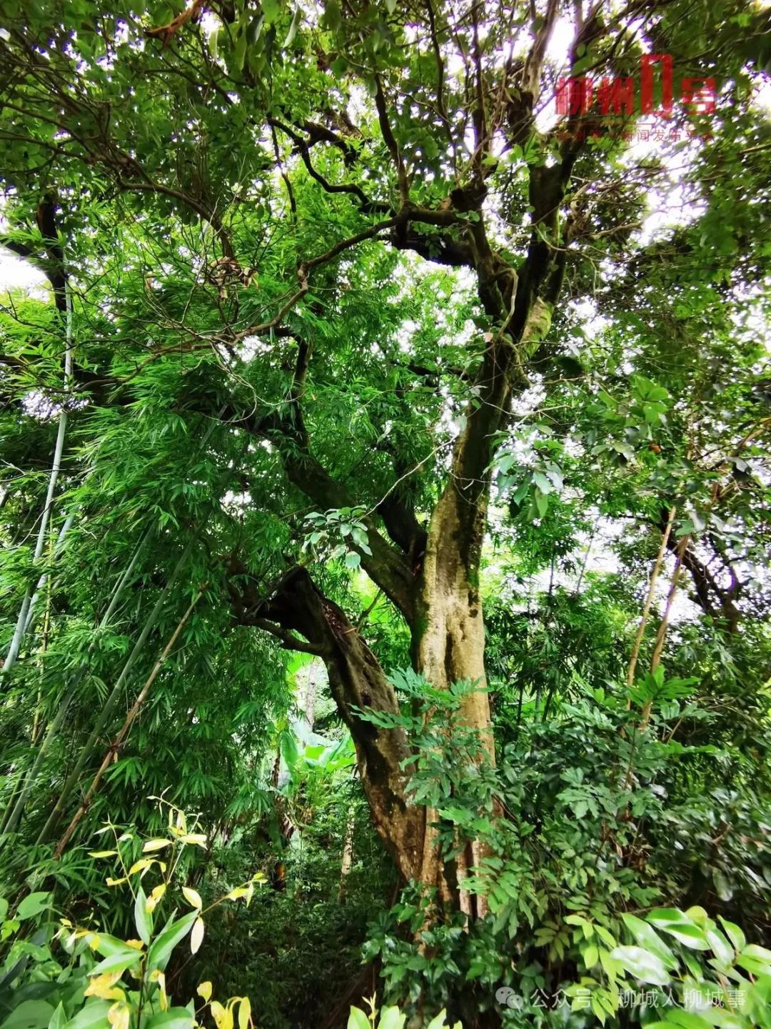 位于鱼峰区里雍镇旧卫生院旁的150年荔枝古树。