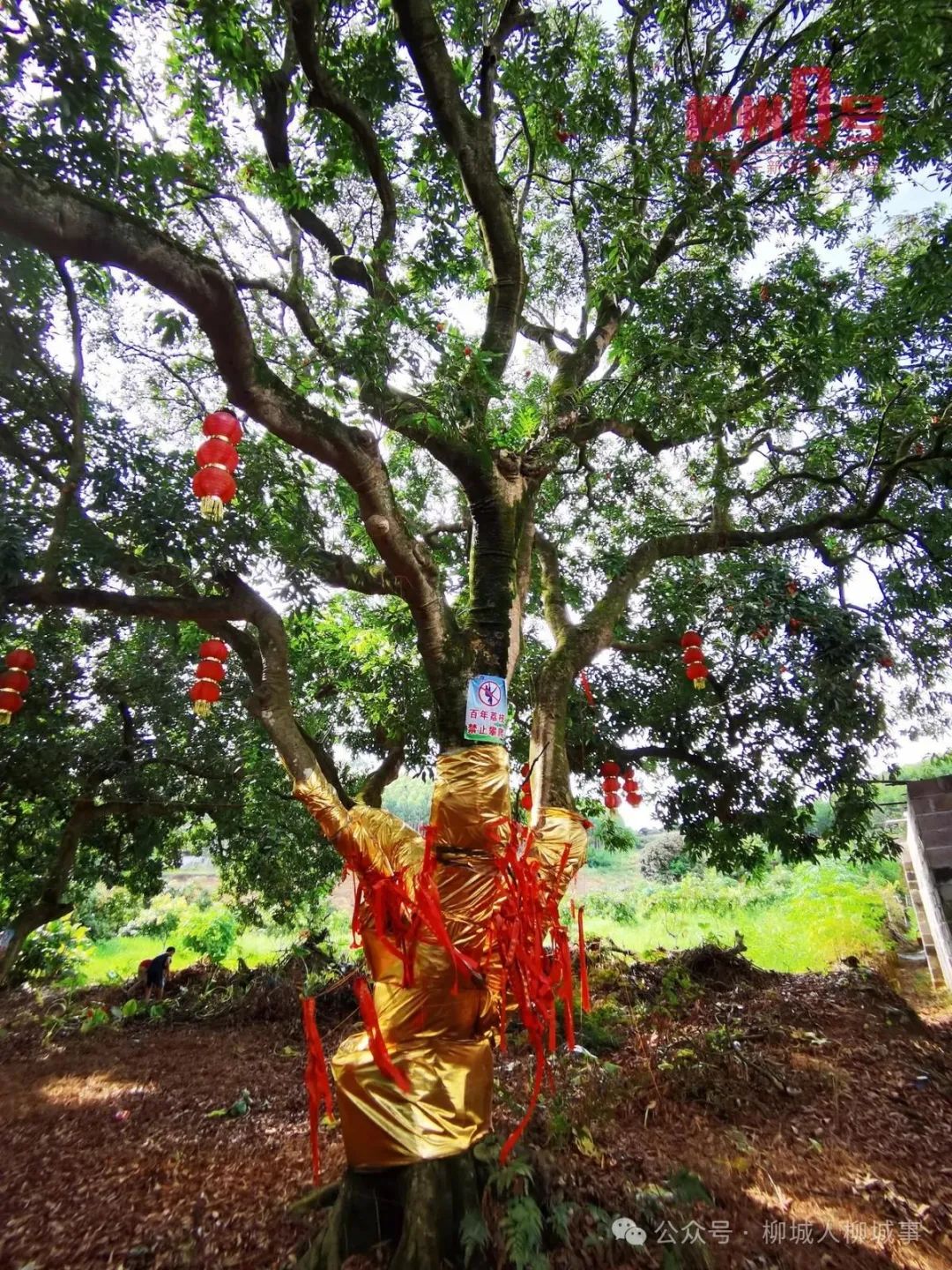 110年的古树群。