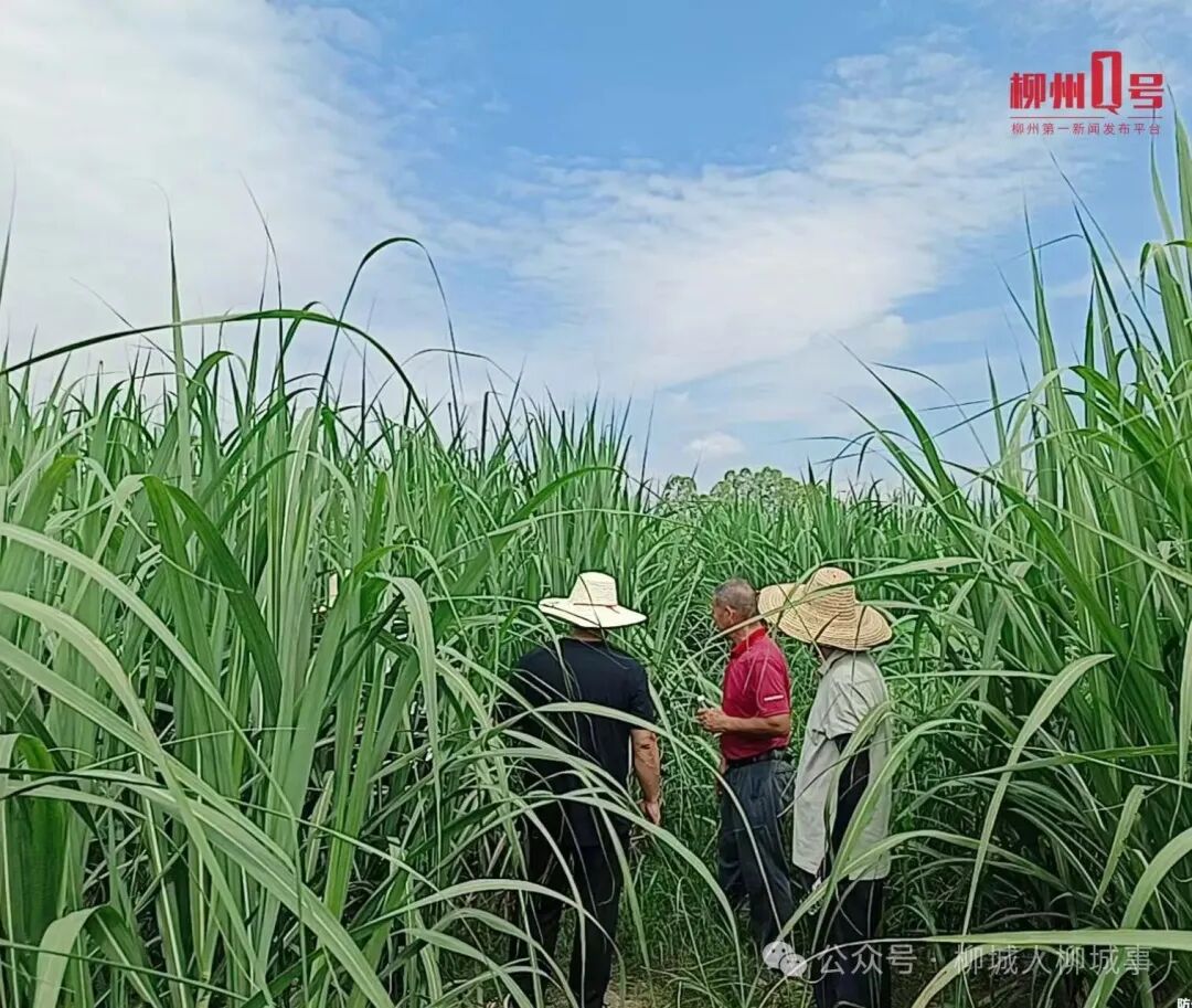 种植户对甘蔗田进行管护。