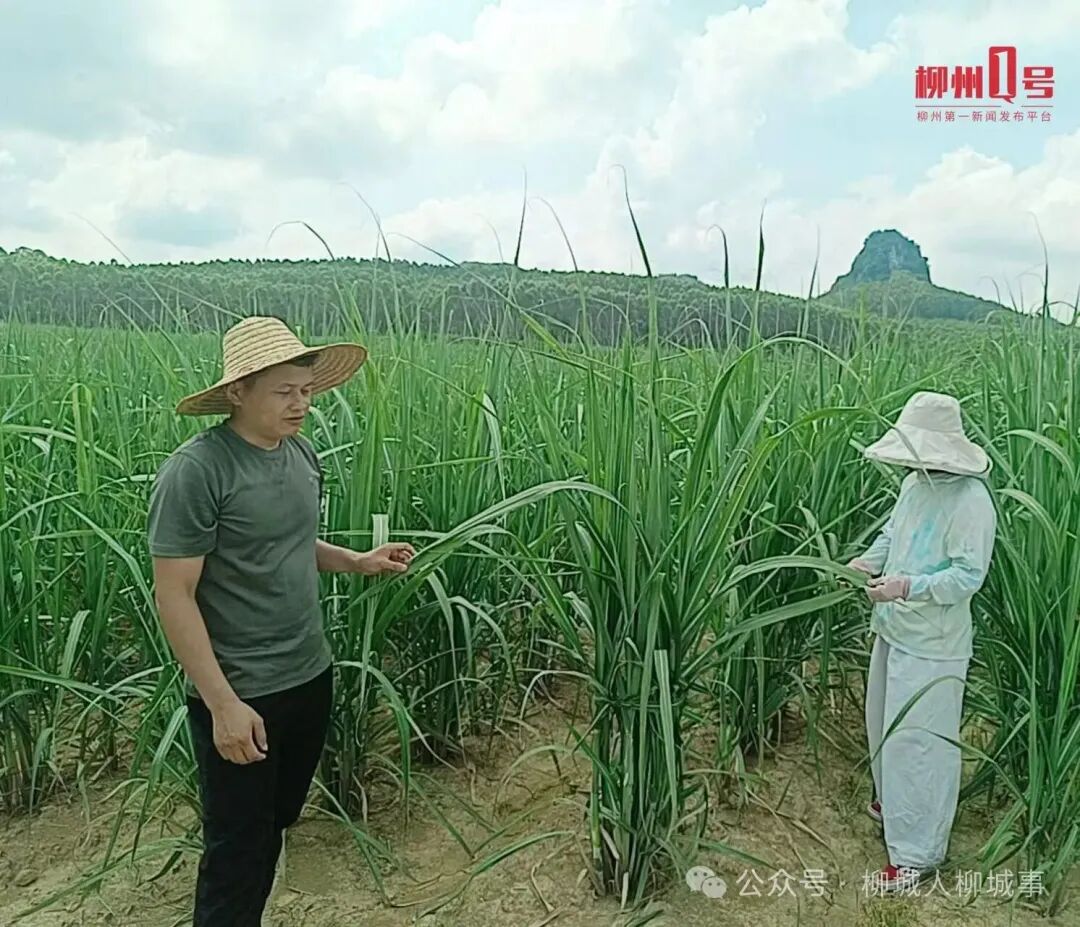 技术人员查看甘蔗长势。