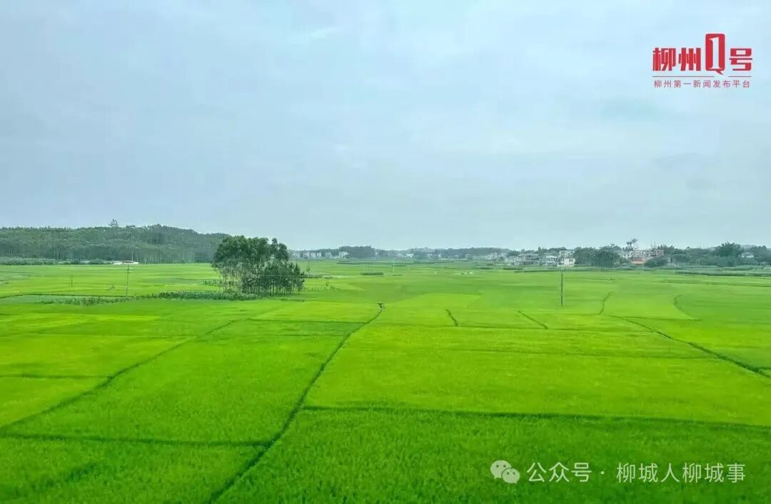 柳城连片的蔗田长势良好。资料图