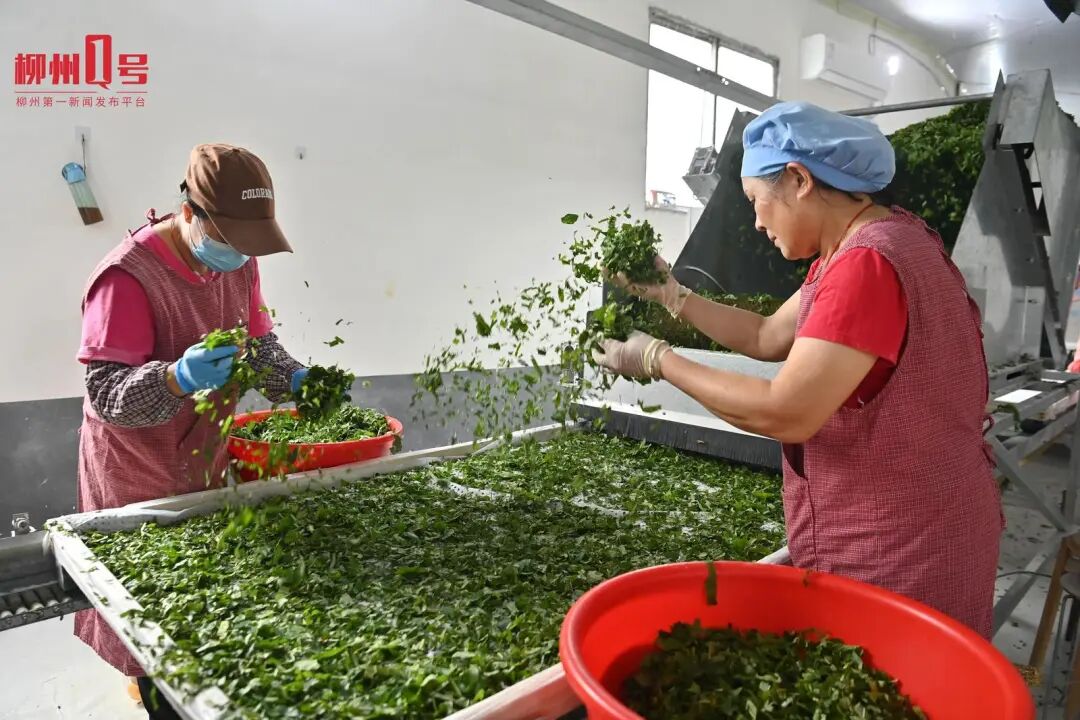 工人将桑叶均匀撒在蚕床上。