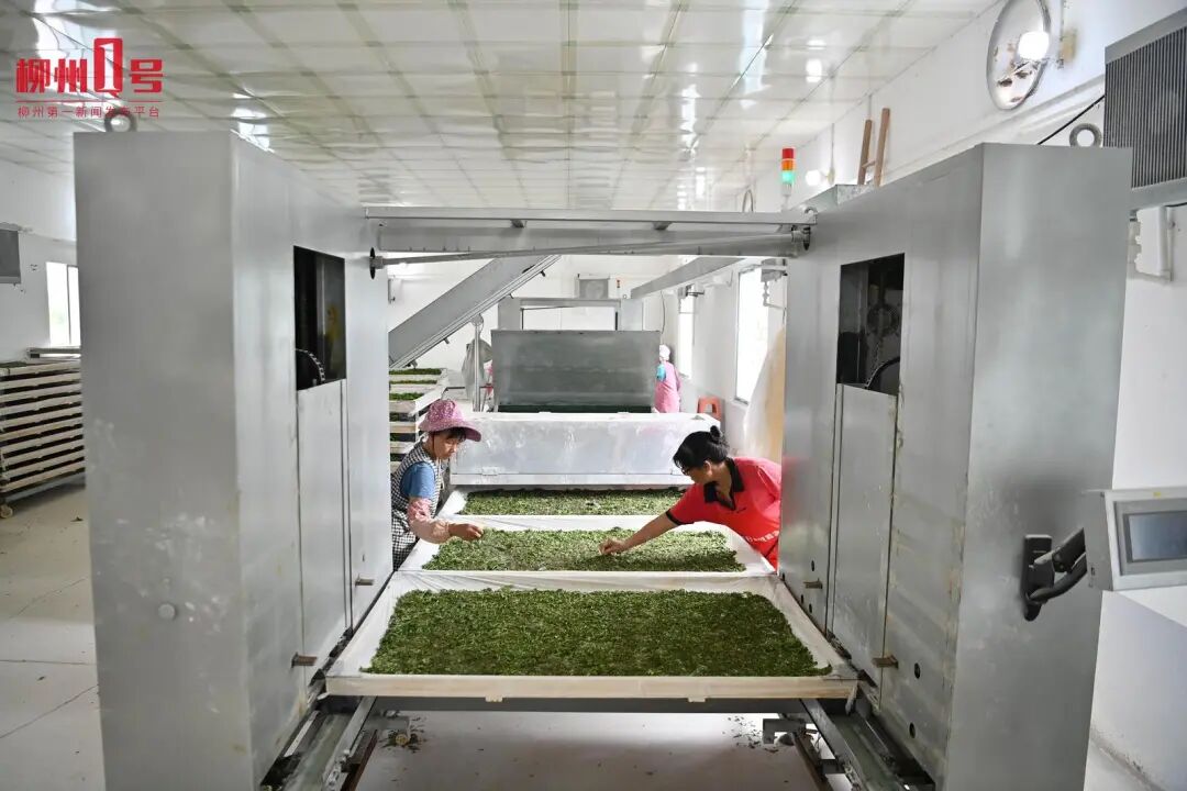 机械喂蚕提高养殖效率。