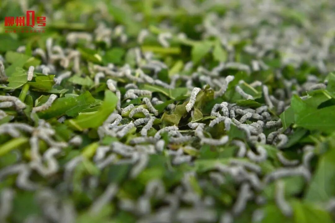 3龄小蚕。